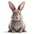© Stock Design - rabbit white background