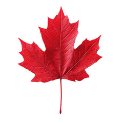 Wall Mural - a single red maple leaf isolated on a black background.