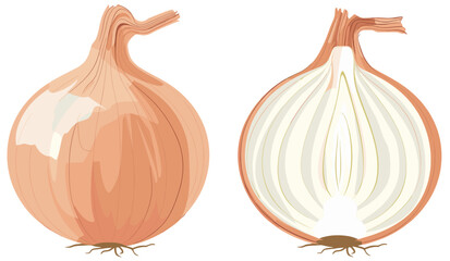 Canvas Print - Onions in whole and cut in the middle. Minimalist illustration