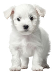 Poster - PNG Puppy mammal animal white.