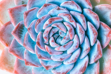 Wall Mural - Blue purple succulent plants. Natural background. top view. Shallow depth of field