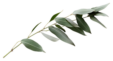 Sticker - PNG Eucalyptus leaves plant leaf tree.