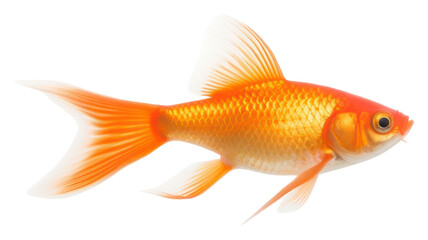 Wall Mural - PNG  A red gold fish goldfish animal white background.