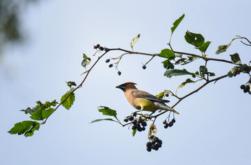 bird on a branch