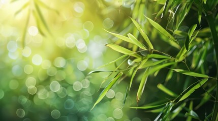 Wall Mural - Green Bamboo Leaves with Sunlit Bokeh