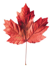 Wall Mural - PNG Vibrant autumn maple leaf photo