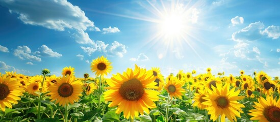 Canvas Print - Bright Sunflowers On A Large Field Yellow Expanses Under A Blue Sky