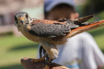 Close-up of a bird perched on blurred background outside