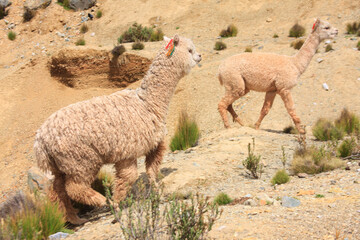 two alpacas walking on rocky andean terrain in highlands