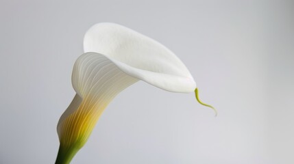 Sticker - White Calla Lily Close Up