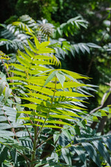 Tree of Heaven (Ailanthus altissima)