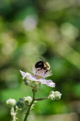 Bumblebee on blackberry flower (rubus armeniacus)