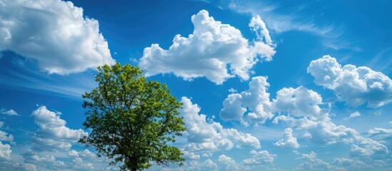 Wall Mural - Blue Sky Clouds And Tree