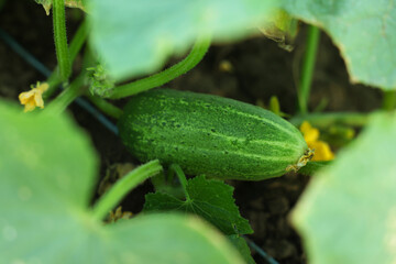 Wall Mural - Young cucumber with leaves growing outdoors, closeup