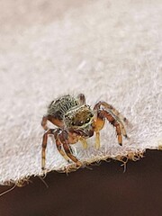 Jumping Spider looking off to side