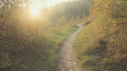 Canvas Print - Sunlit Path Through Green Forest   Nature Trail in Sunlight