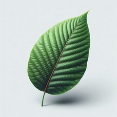 Wall Mural - Single green leaf on white background with close-up details showing fresh texture and natural veins