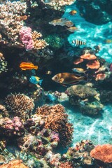 Poster - Colorful Tropical Fish Swimming Among Coral Reefs in Clear Blue Water