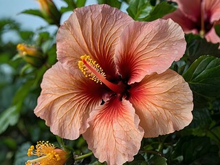 beautiful hibiscus flower seen close up in garden