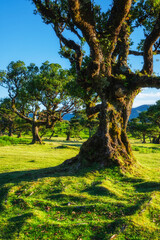 Centuries-old til trees in fantastic magical idyllic Fanal Laurisilva forest on sunset. Madeira island, Portugal