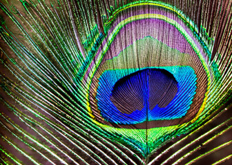 abstract peacock feather pattern created with generative ai technology. High quality photo