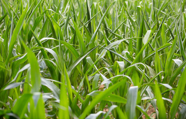 Corn seedlings growing vigorously