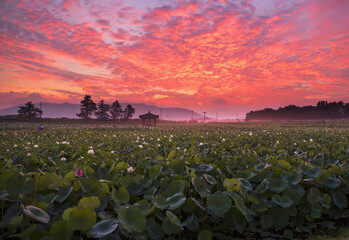 Wall Mural - Summer and dawn view of white and pink lotus flowers on Donggung Palace and Wolji Pond against red glow in the sky near Gyeongju-si, South Korea