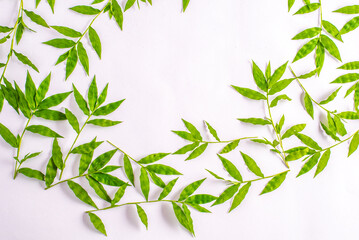 Composition of green leaves on a white background. Different tree branches with leaves. Advertising nature board, organic poster, ecology fresh mockup. Top view, flat lay, close up, copy space