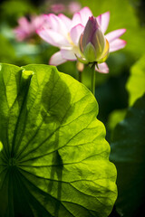 Wall Mural - Summer and morning view of a lotus leaf with the shadow of pink lotus flowers on the pond of Haman Lotus Theme Park near Haman-gun, South Korea