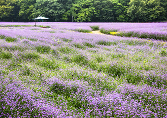 Wall Mural - Summer view of purple verbena on flower garden with trail and shade at Sangrim Park near Hamyang-gun, South Korea