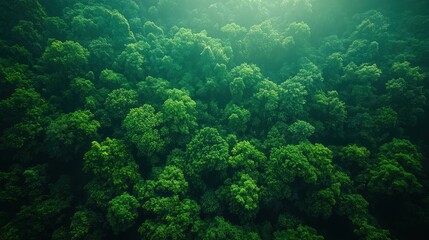 Poster - Aerial View of a Lush Forest