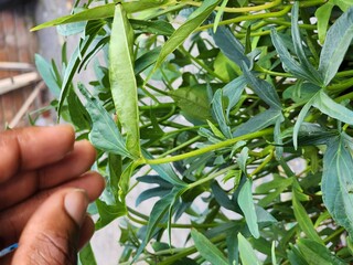 fingers touching leaves