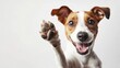 © El Media - happy dog giving a high five isolated on white, with copy space area.