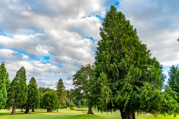 Scenic landscape of woodland. Public park. Nature of forest. Green forest wood landscape in summer. Nature of mixed forest. Landscape of meadow at park. Summer park zone nature in countryside