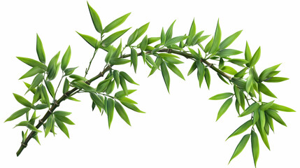 Wall Mural - Lush Green Bamboo Branch Isolated on White Background