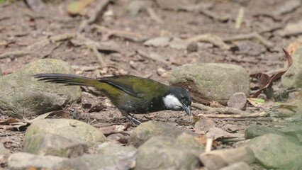 Wall Mural - eastern whipbird foraging on the forest floor at lake eacham in nth qld, australia