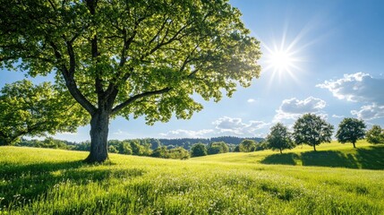 Landscape in summer with trees and meadows in bright sunshine