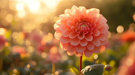 Pink Dahlia Flower in Soft Sunlight