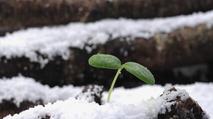 Wall Mural - 雪の残る森で春を感じて発芽する木の芽