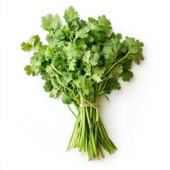 Poster - A bunch of fresh cilantro tied with twine, isolated on a white background.