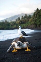 Poster - Seagull perched on a sea turtle on a black sand beach