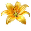 © shabbir - Yellow lily or lilium flower isolated on transparent background