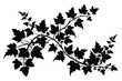 © saifur rahaman - ivy clean color silhouette vector illustration D.eps
