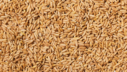 closeup hull australia oat groat rice food for pet background texture