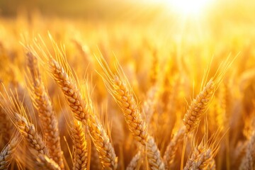 Close up of ripe wheat in summer field at sunset.