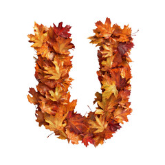 alphabet letter U made of autumn leaves