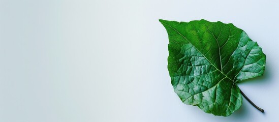 Wall Mural - A natural leaf on a clean white backdrop with copy space image