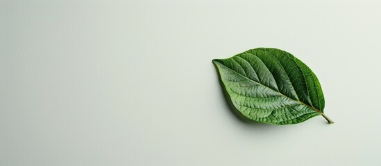 Wall Mural - A natural leaf on a clean white backdrop with copy space image