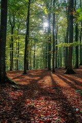 Wall Mural - Sunlight shining through trees in forest during autumn