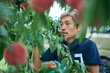© hideo tsuto - 桃の収穫をする日本の農家さん